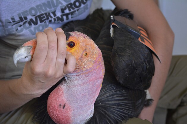 condor-held-1-27-16-thumb-630x420-101062.jpg