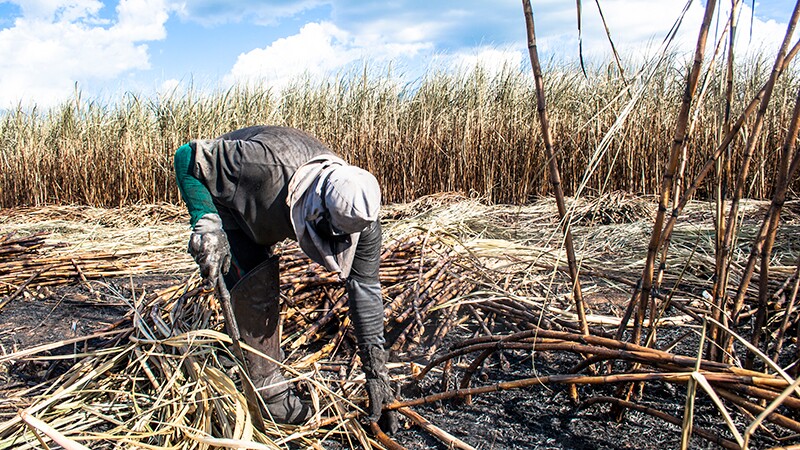 Working a burned cane field in Piracicaba, Brazil | Photo: iStockPhoto