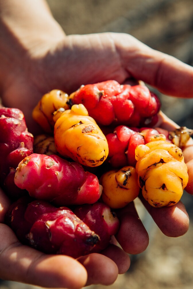 Aaron Choi holds a batch of red and yellow oca vegetables.