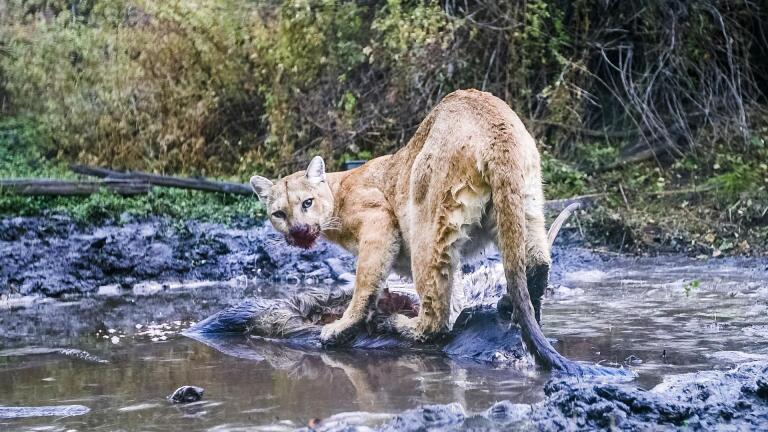 Preview of WILLOW: Diary of a Mountain Lion