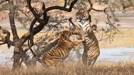 Tiger Mom Fights to Protect Her Cubs