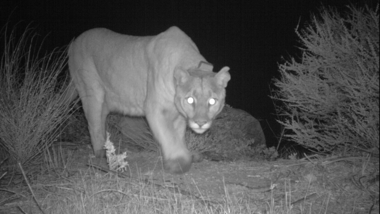 Mountain lion P-47 in January 2019 | Santa Monica Mountains National Recreation Area / Public Domain