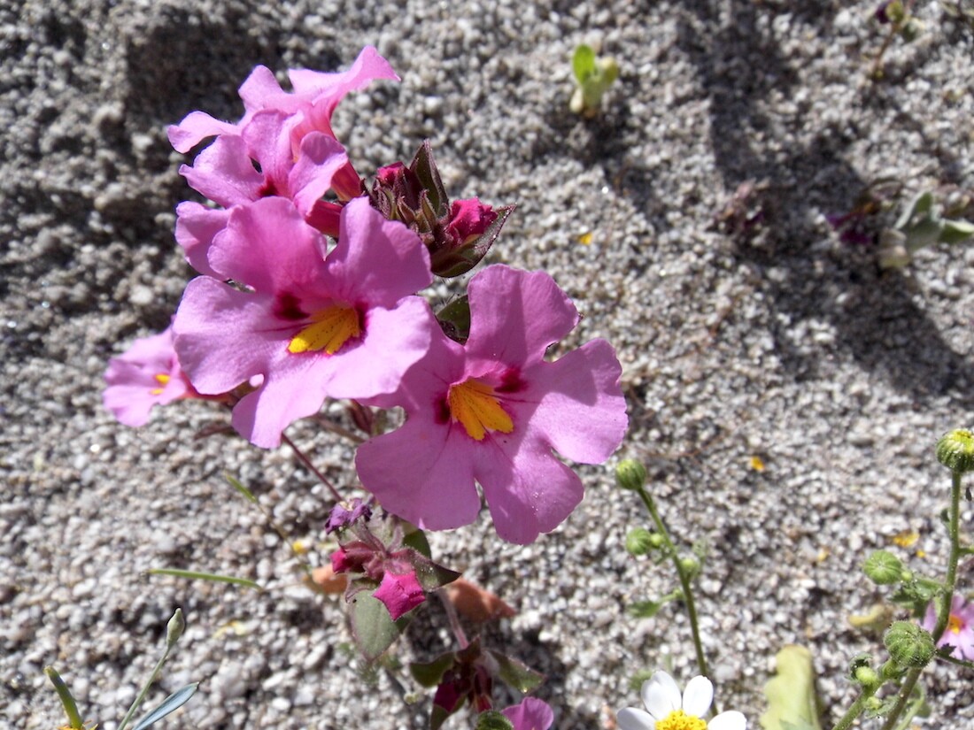 Monkeyflower