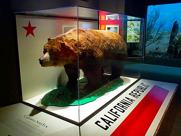 Monarch_the_bear