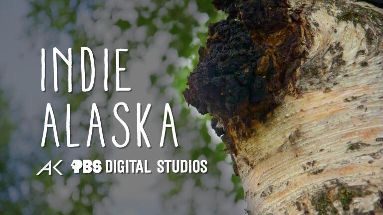 We are Chaga Harvesters