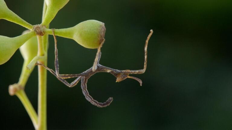 Hide! 4 Tiny Animals That Go Undercover In Style