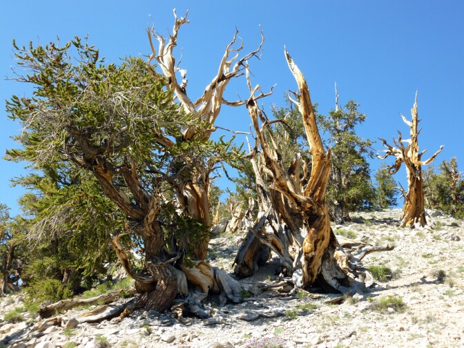 Bristlecone Pine | Sandi Hemmerlein