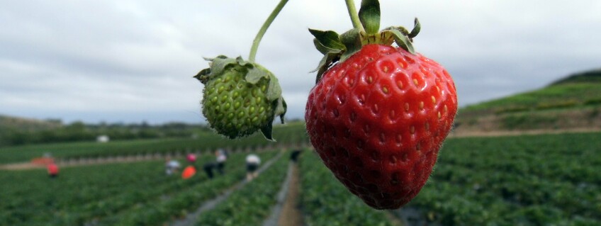 Tanaka Farms, Strawberry Picking