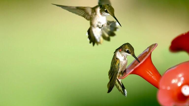 Hummingbirds – Life in Fast Forward