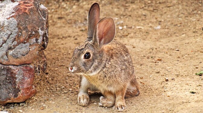 This desert cottontail was dropped off at a rehab center with multiple injuries. He has found a home at an animal habitat. | Renee Grayson/Creative Commons