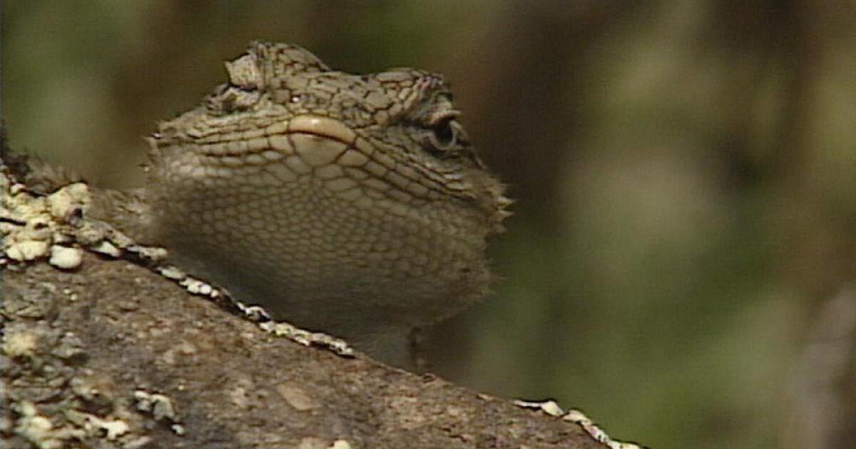 Watch Lions and Lizards and Ants, Oh My! | The Desert Speaks Season 4 ...