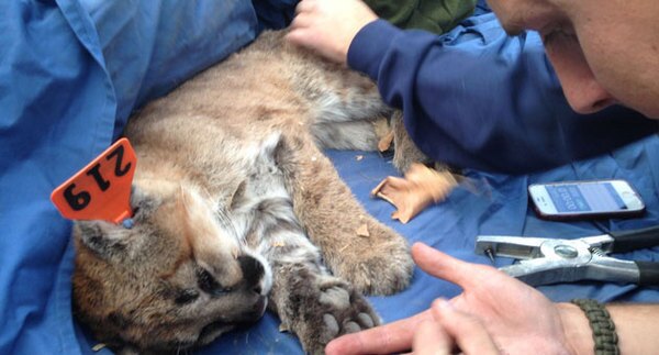 010314-Mountain-Lion-Buellton-630x340-thumb-600x323-66586