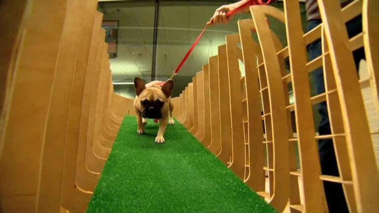 313: Barkitecture