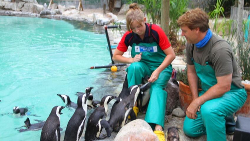 South Africa: Land of the Penguins