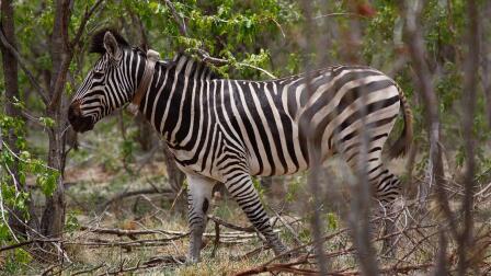 Meeting Winnie the Zebra