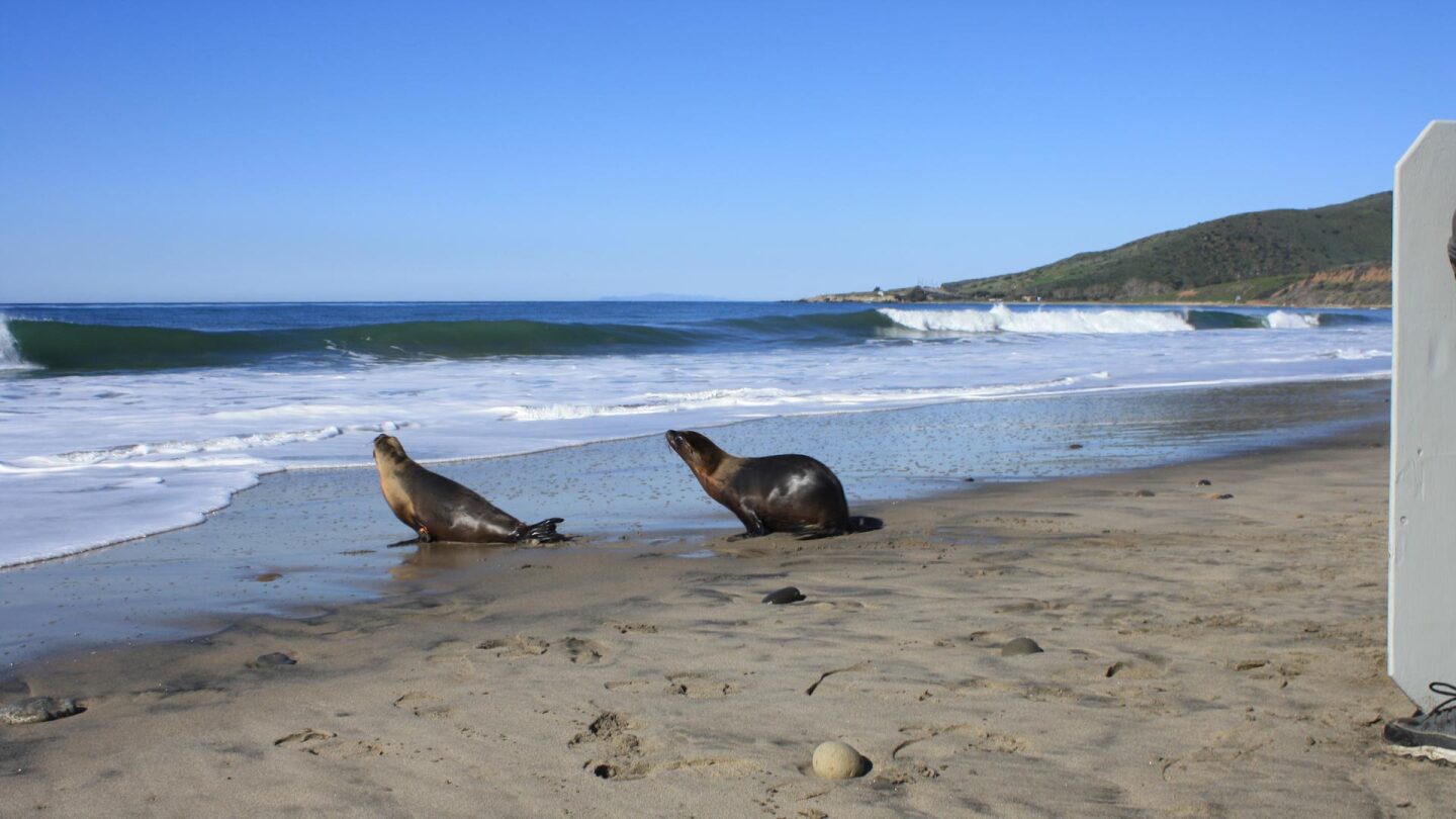 seal release