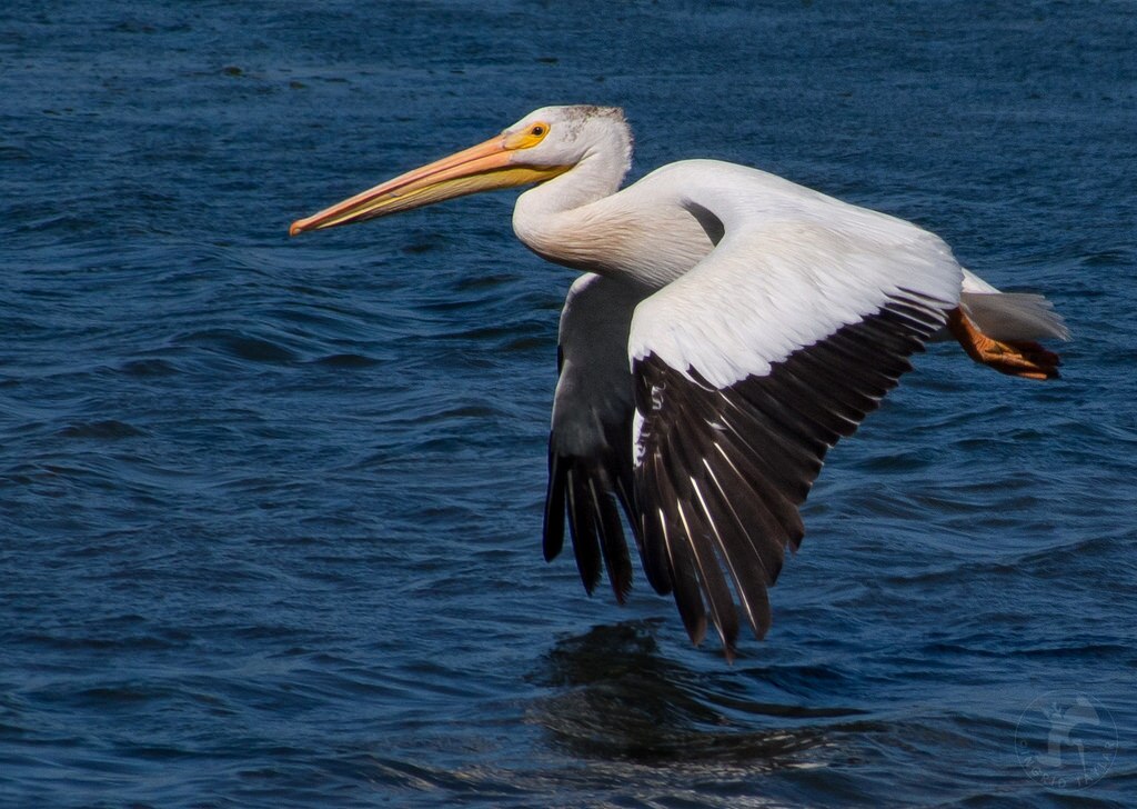 white-pelican-5-17-16.jpg