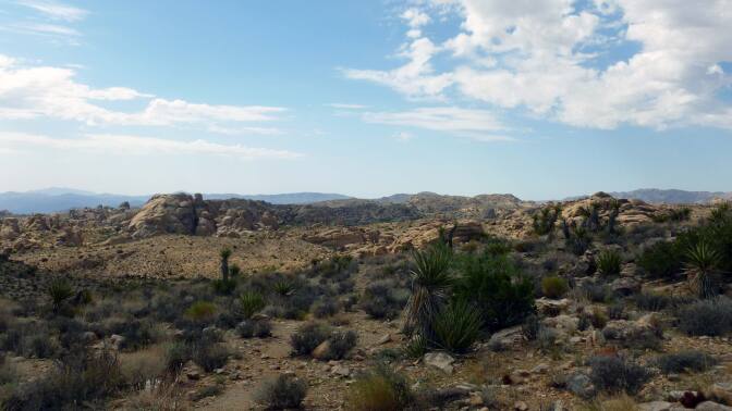 Lucky Boy Vista in Joshua Tree National Park