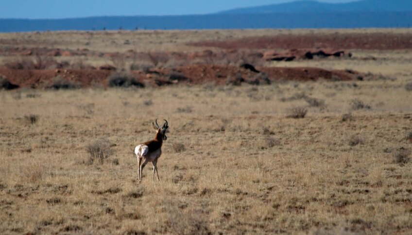 pronghorn-7-20-16.jpg