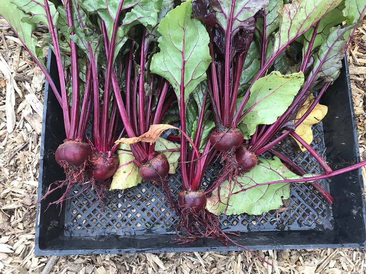 Beets harvested at the AHS garden earlier this year | Marianne Zaugg