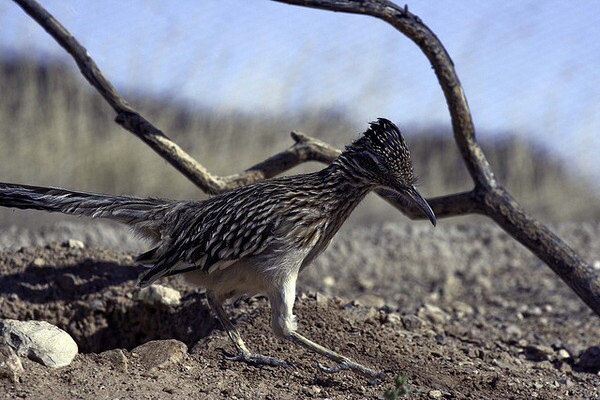 roadrunner-ivanpah-12-17-13-thumb-600x400-65976