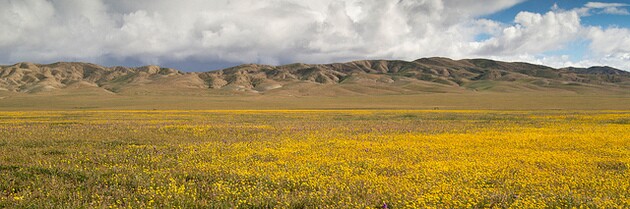 panoche-valley-goldfields-3-12-15-thumb-630x209-89369