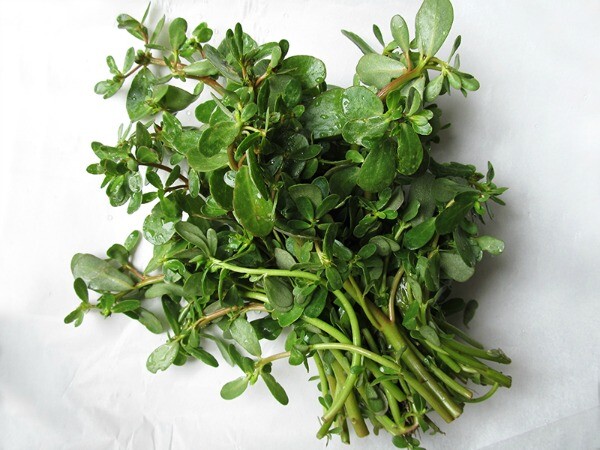 Purslane1