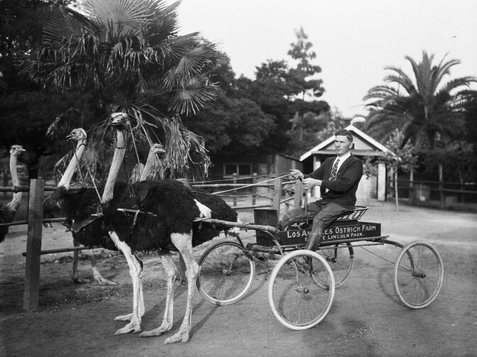 Ostrich Farm
