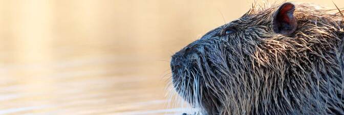 Nutria in water | f/orme Pet Photography/Flickr/CC BY-SA 2.0