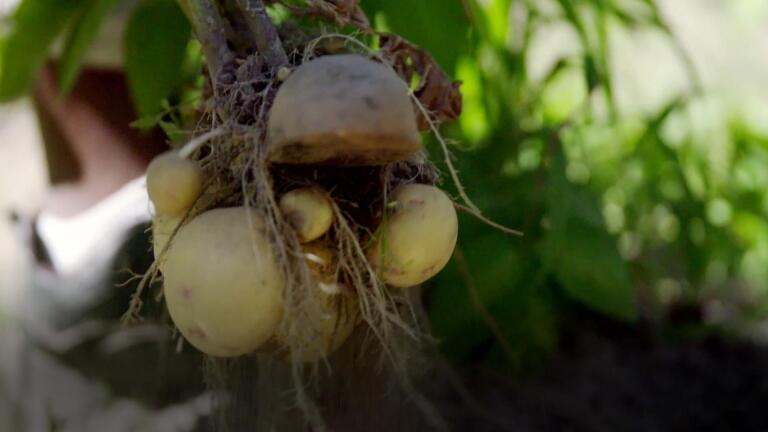 Preview: Season 3, Ep. 13: One Potato, New Potato