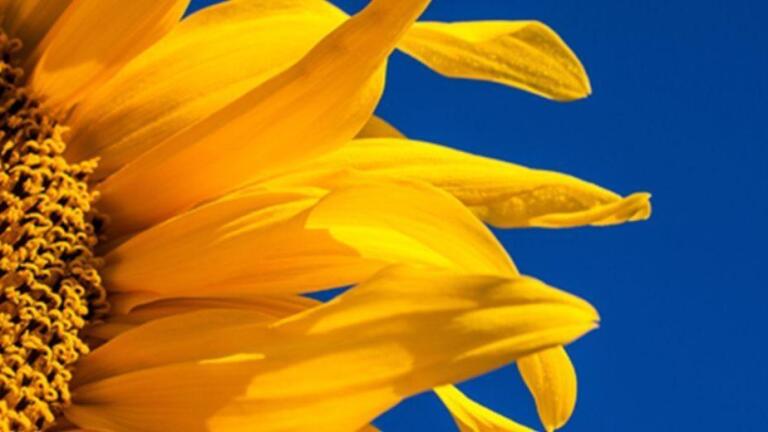 The Great Sunflower Project - Spanish