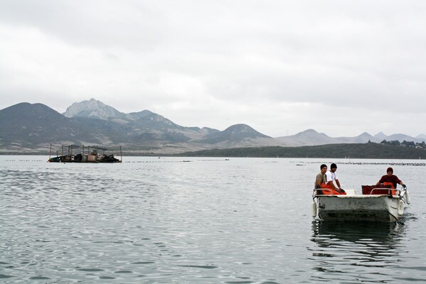 KCET_oysters8
