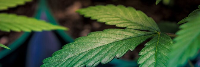 Cannabis plant | Esteban Lopez on Unsplash