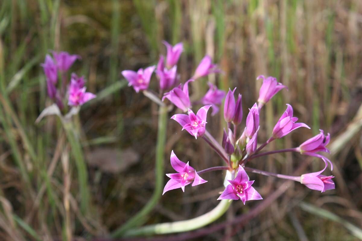 Mexicali onion (Allium peninsulare) at Griffith Park| Courtesy of Gerry Hans