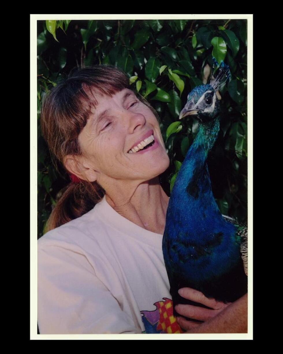 Our Neighbors, the Peacocks (Preview)