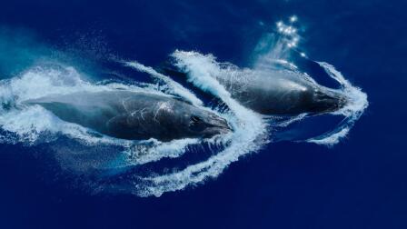 Ocean Voyagers