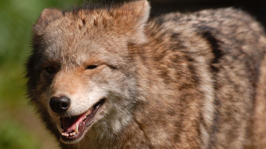 Smug coyote | Photo: Josh More, some rights reserved