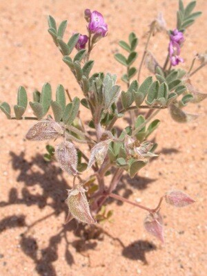 granite-milkvetch-thumb-600x798-44989