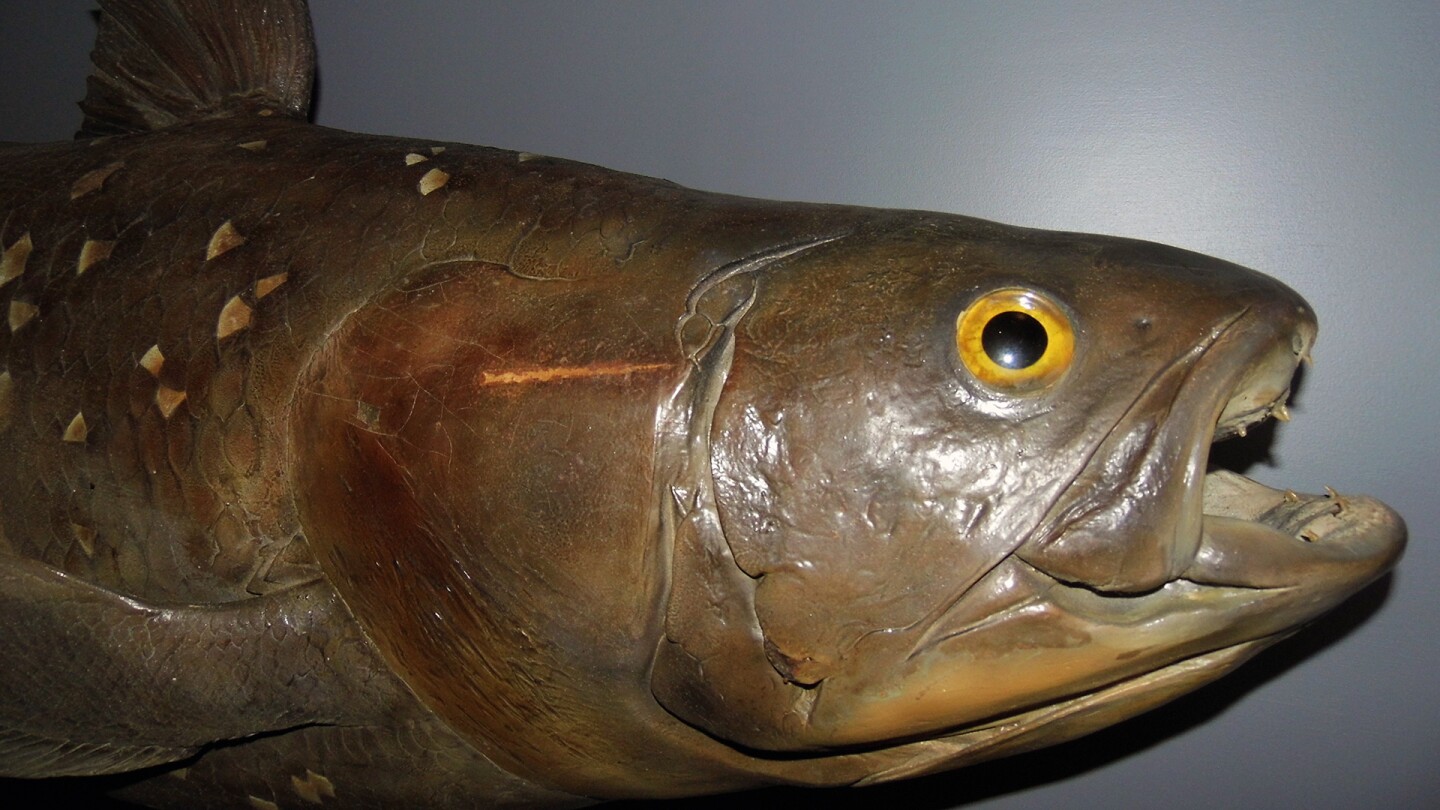 A creature at the Natural History of Horror