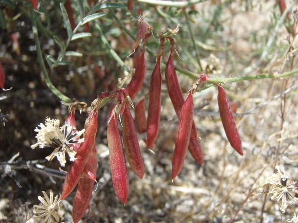 lane-mountain-milkvetch-1-23-14-thumb-600x449-67430