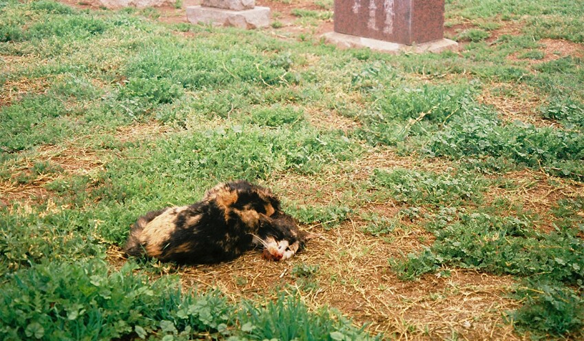 Dead cat | Chase Alexander