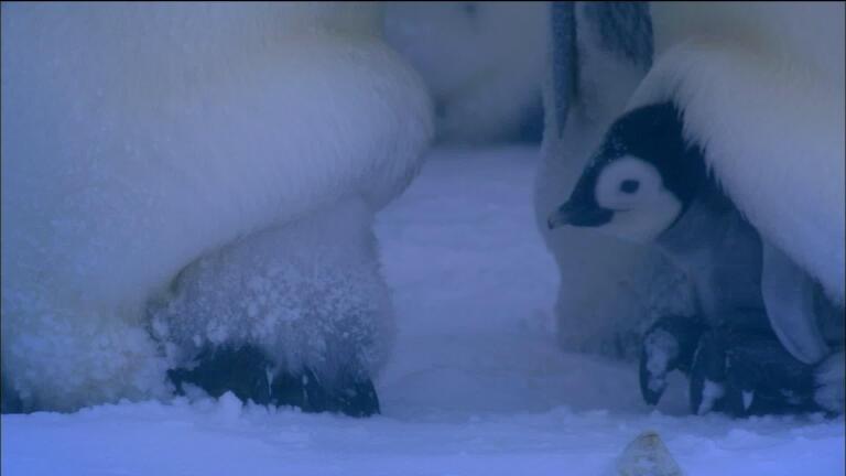 Emperor Penguins Huddle to Keep Warm