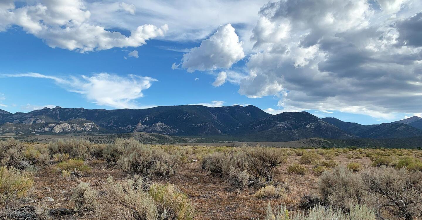 Wild Nevada