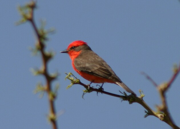 vermilion-flycatcher-morongo-6-30-14-thumb-630x454-100256