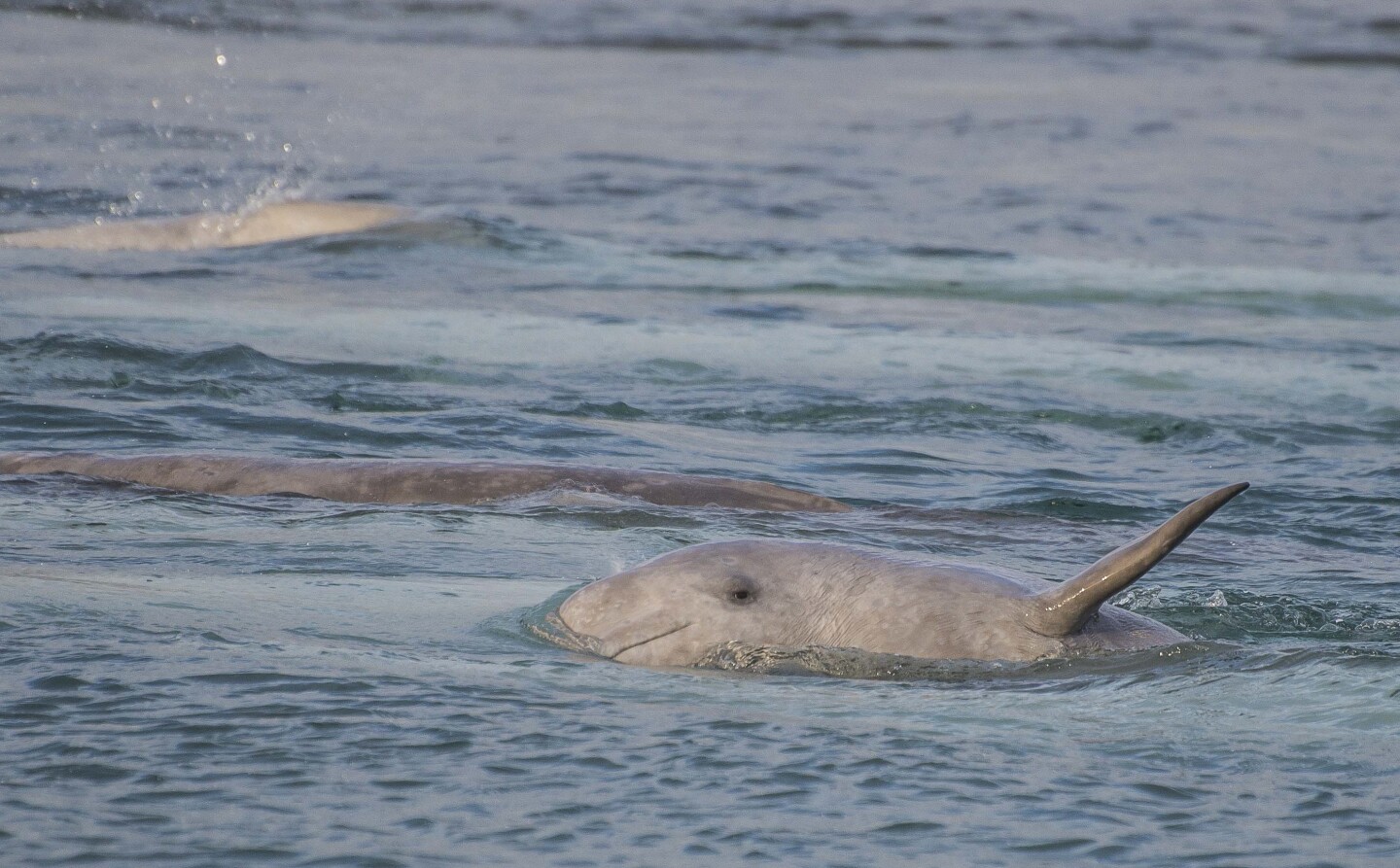 Arctic Beluga Whale Calf | Valeria Vergara, Ocean Wise
