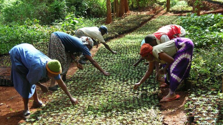 Taking Root: The Greenbelt Movement