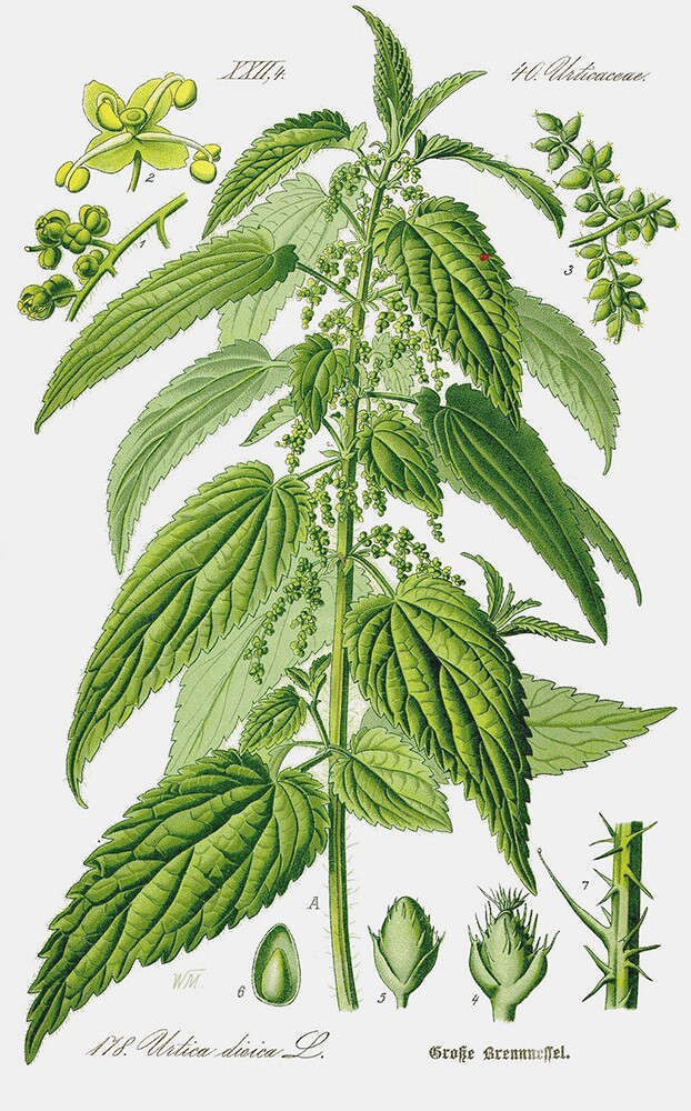 Nettle (Urtica dioica) | Prof. Dr. Otto Wilhelm Thomé ''Flora von Deutschland, Österreich und der Schweiz'' 1885, Gera, Germany