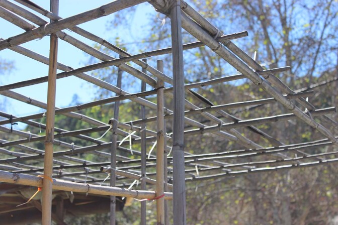 A trellis made out of arundo | Spencer Robins
