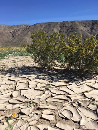 Anza Borrego, amid the Superbloom