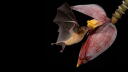 Evolution: Need to Feed
